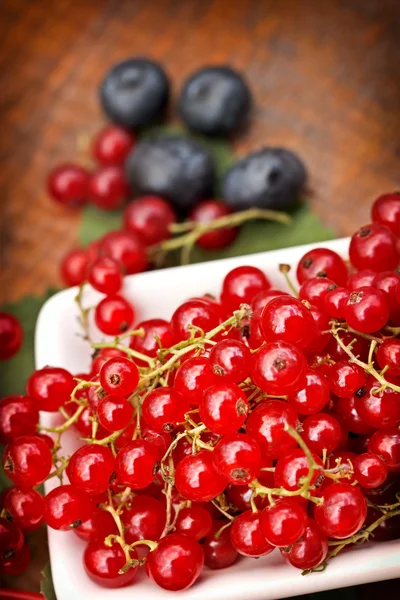 Red currant and cranberry — Stock Photo, Image