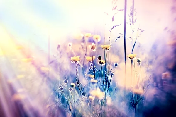 Weicher Fokus Auf Gelbe Wiesenblumen Und Gras — Stockfoto