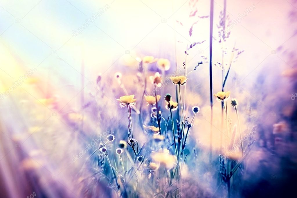 Soft focus on yellow meadow flowers and grass