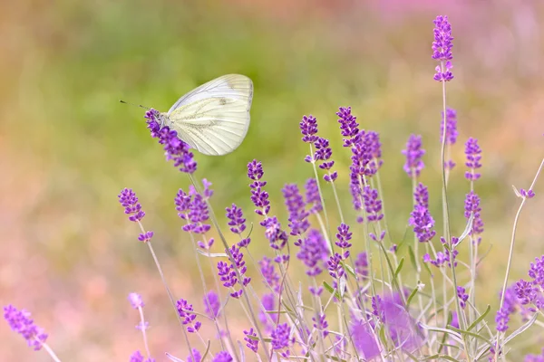 Papillon sur la lavande dans mon jardin de fleurs — Photo