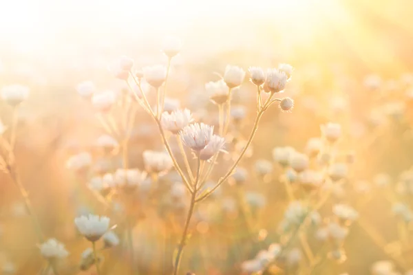 Nádherný květ sedmikráska — Stock fotografie