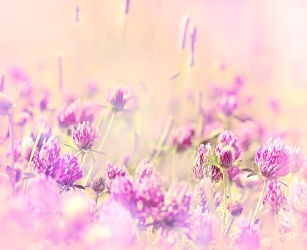 Flowering red clover in meadow — Stock Photo, Image