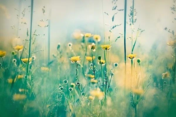 Yellow meadow flowers — Stock Photo, Image