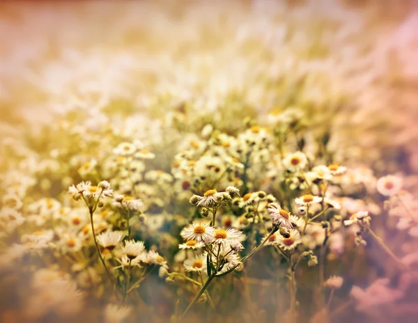 Schöne Blume von Gänseblümchen — Stockfoto