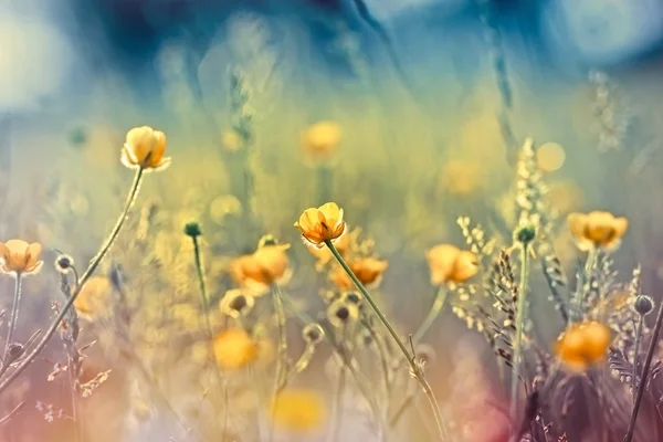 Gelbe Wiesenblumen — Stockfoto