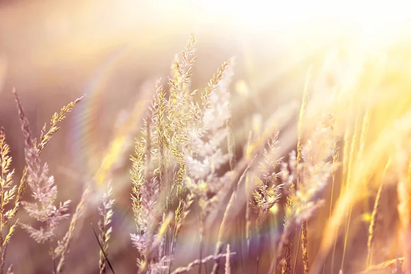 Mooi hoog gras verlicht door het zonlicht — Stockfoto