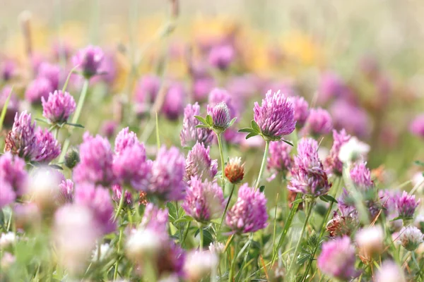 Flowering red clover in meadow — Stock Photo, Image