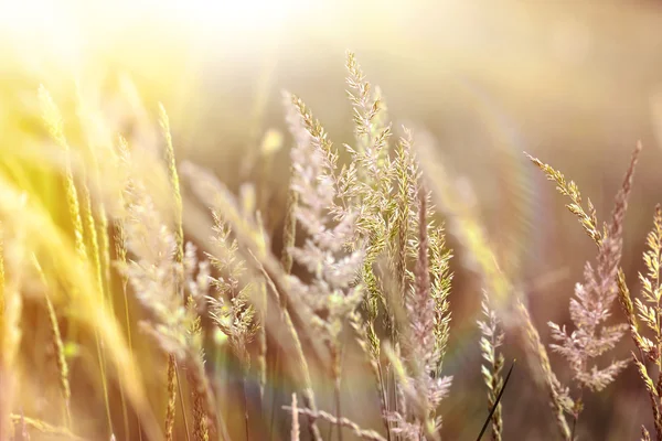 Bella erba alta illuminata dalla luce del sole — Foto Stock