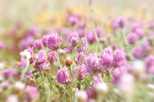 Flowering red clover in meadow — Stock Photo, Image