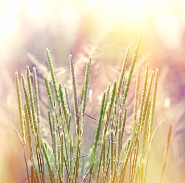 Güneş tarafından aydınlatılmış güzel yüksek çimen — Stok fotoğraf