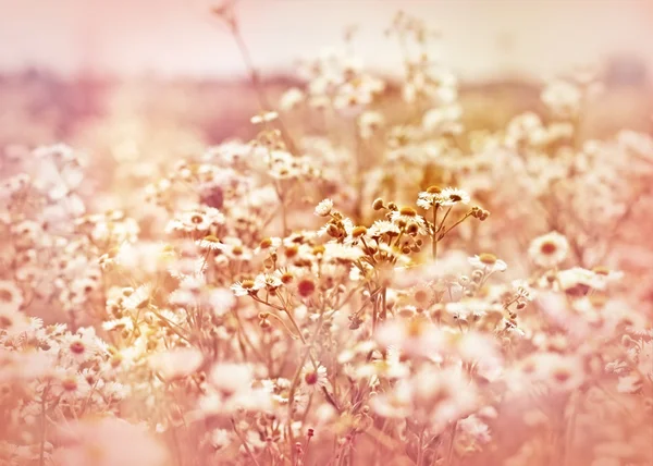 美丽的菊花之花 — 图库照片