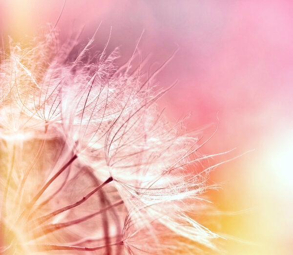 Красивые одуванчики
