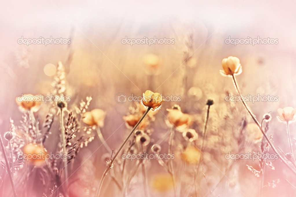 Yellow meadow flowers