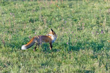 çayır - Avrupa fox (Sırbistan tilki)