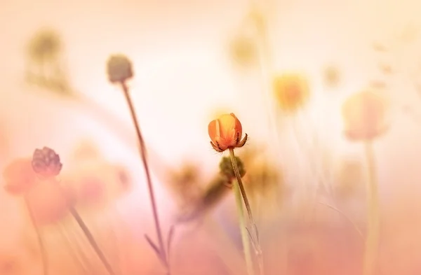 Fleurs de prairie jaune — Photo