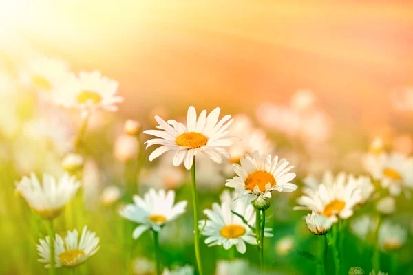 Weide bloemen - daisy verlicht door zonlicht — Stockfoto
