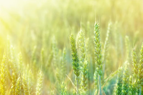 Beautiful wheat field illuminated by the sunlight — Stock Photo, Image