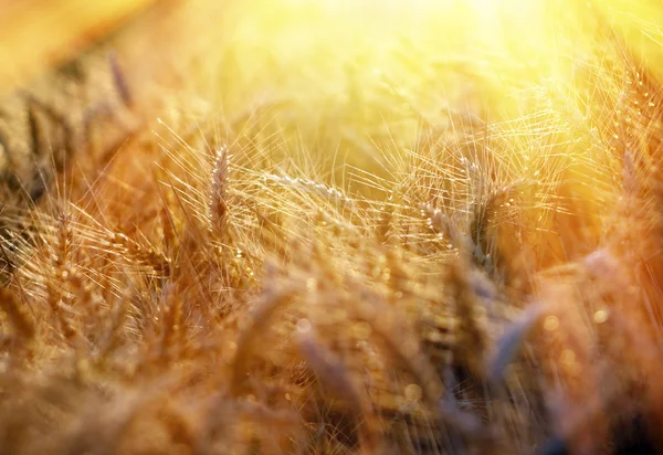 Beautiful wheat field illuminated by the sunlight — Stock Photo, Image