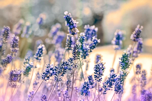 Schöner Lavendel und Sonnenlicht - Sonnenstrahlen — Stockfoto