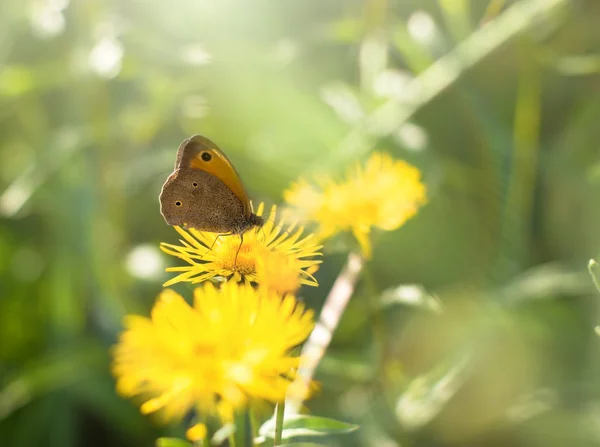 Farfalla su prato giallo fiore — Foto Stock