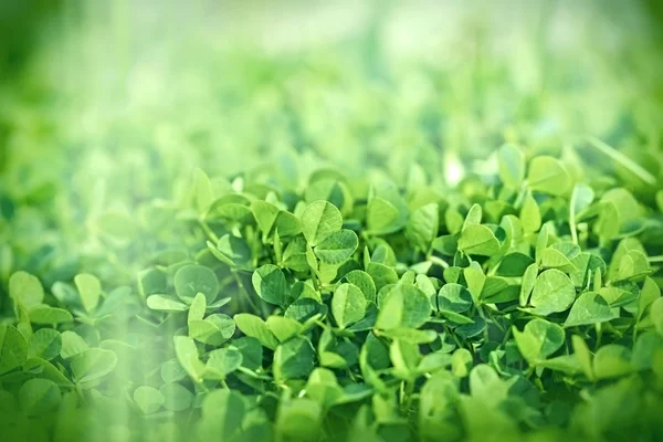 Meadow clover — Stock Photo, Image