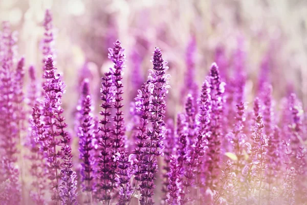 Violette Blumen, angestrahlt von den Strahlen der untergehenden Sonne — Stockfoto