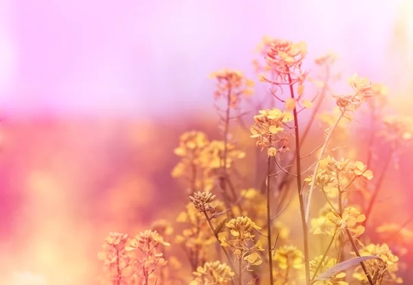 Gelbe Wiesenblumen — Stockfoto