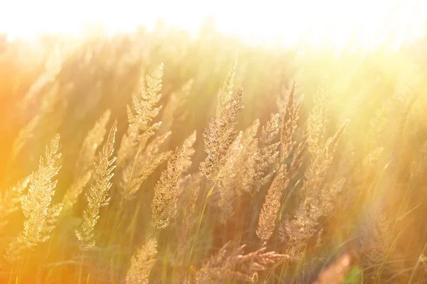Красивая высокая трава — стоковое фото