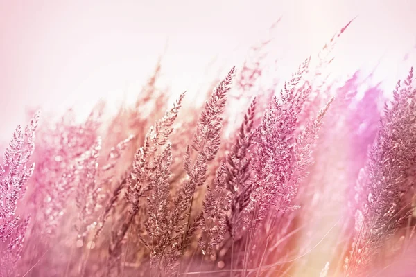 Beautiful high grass — Stock Photo, Image