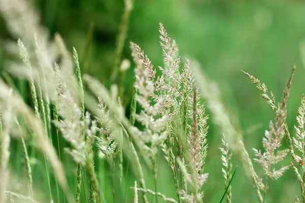 Herbe éclairée par la lumière du soleil — Photo