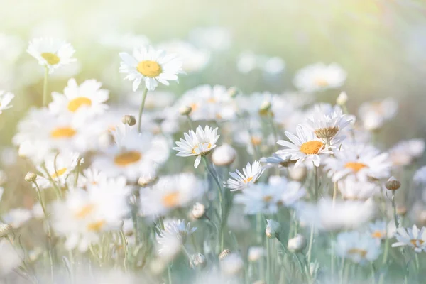 Luční květiny - sedmikráska osvětleny slunečním zářením — Stock fotografie