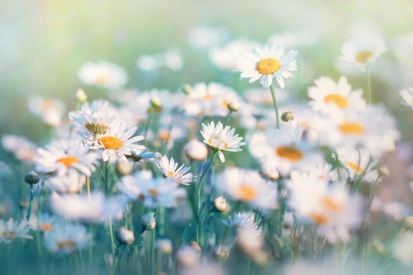 Meadow flowers - daisy illuminated by sunlight — Stock Photo, Image