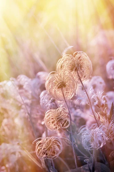 Beautiful softness flower - fluffy flower — Stock Photo, Image