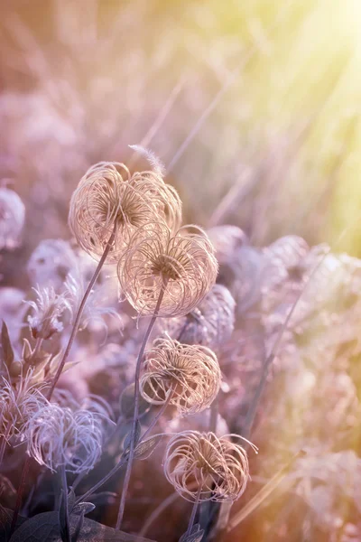 Beautiful softness flower - fluffy flower — Stock Photo, Image
