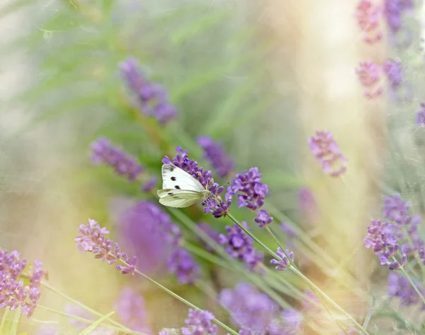 Белая бабочка на красивой лаванде — стоковое фото