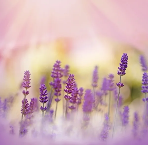 Bela lavanda e luz solar - raios de sol — Fotografia de Stock