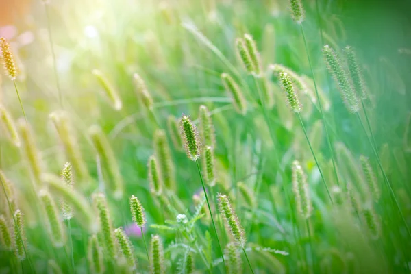 Прекрасне поле трави — стокове фото