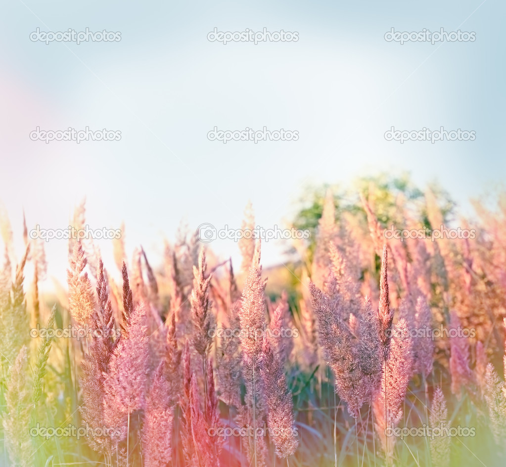 Selective focus on seed of high grass