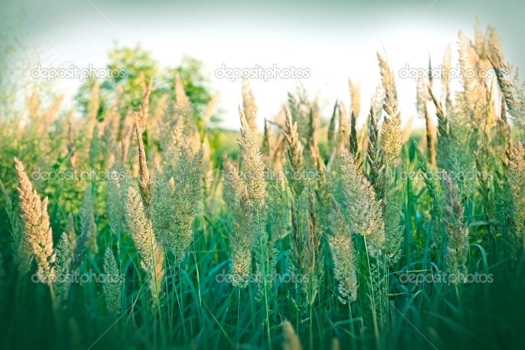 Selective focus on seed of high grass