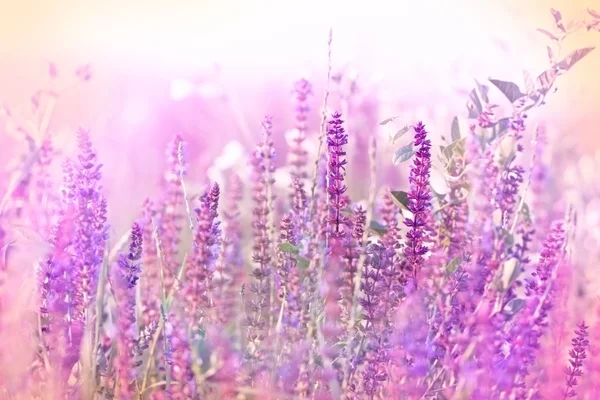 在草甸 野美朵美丽的紫色花 — 图库照片