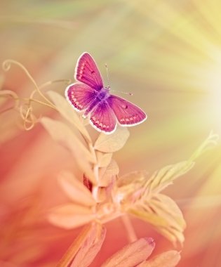 Güzel kelebek Güneşli ışınları ile aydınlatılmış