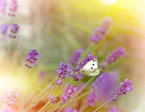 Белая Бабочка Лаванде Цветочном Саду Бабочка Лаванда Освещенные Солнечными Лучами — стоковое фото