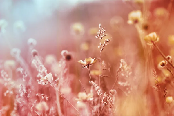 Meadow flowers - beautiful nature — Stock Photo, Image