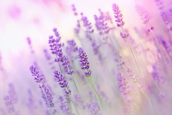 Çiçek Bahçe Içinde Güzel Lavanta — Stok fotoğraf