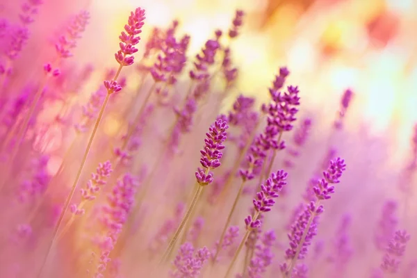 Schöner Lavendel Blumengarten — Stockfoto