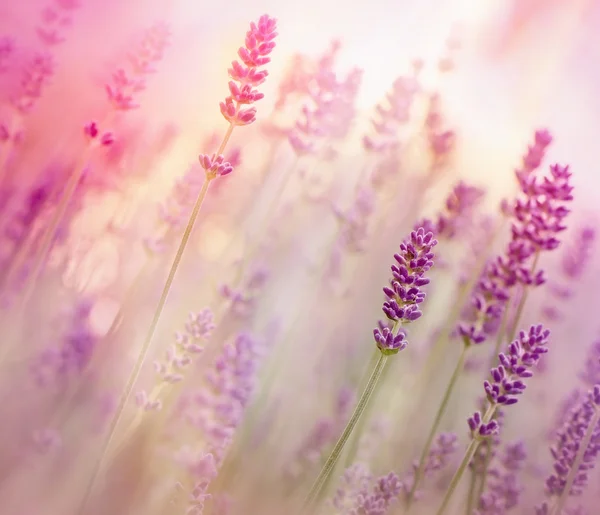 Hermosa lavanda en jardín de flores — Foto de Stock