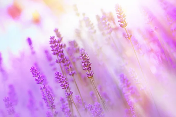 Beautiful Lavender Flower Garden — Stock Photo, Image