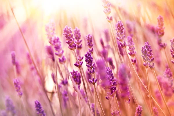 Schöner Lavendel Blumengarten — Stockfoto