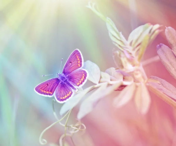 Beautiful butterfly illuminated with sunny beams — Stock Photo, Image