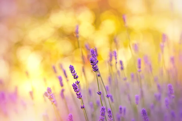 Prachtige Lavendel Bloementuin — Stockfoto